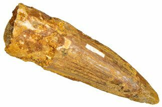 Fossil Spinosaurus Tooth - Real Dinosaur Tooth #381000
