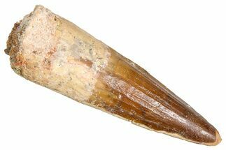 Fossil Spinosaurus Tooth - Real Dinosaur Tooth #381028