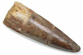 Fossil Spinosaurus Tooth - Real Dinosaur Tooth #381061