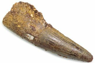 Fossil Spinosaurus Tooth - Real Dinosaur Tooth #381080