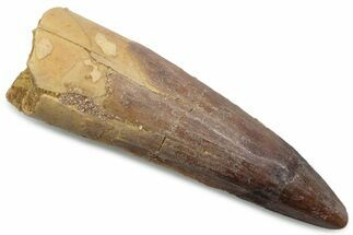 Fossil Spinosaurus Tooth - Real Dinosaur Tooth #381085