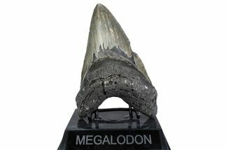 Serrated, Fossil Megalodon Tooth - North Carolina #379229