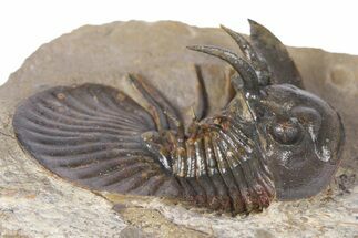 Rare, Spiny Corynexochid Trilobite (Bojoscutellum?) - Morocco #381156