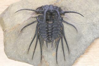 Crazy, Spiny Dicranurus Trilobite - Atchana, Morocco #381164