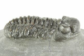 Phacopid (Adrisiops) Trilobite - Jbel Oudriss, Morocco #377016