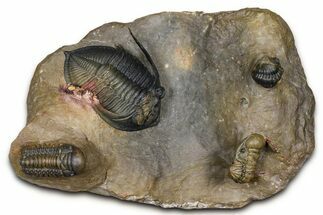 Zlichovaspis Trilobite With Crotalocephalina & Reedops #381179