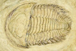Lower Cambrian Bondonella Trilobite - Issafen, Morocco #381188