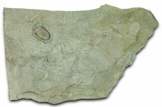 Lower Cambrian Bondonella Trilobite - Issafen, Morocco #381189