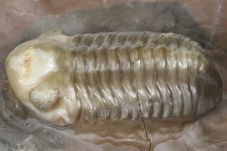 Colorful Austerops Trilobite Fossil - Jorf, Morocco #381207