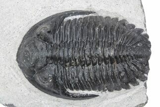 Detailed Hollardops Trilobite Fossil - Ofaten, Morocco #381250