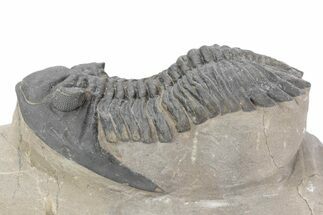Chocolate-Brown Hollardops Trilobite - Foum Zguid, Morocco #381257