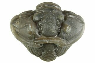 Wide Enrolled Flexicalymene Trilobite - Mt Orab, Ohio #380282