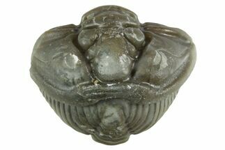 Wide Enrolled Flexicalymene Trilobite - Mt Orab, Ohio #380289