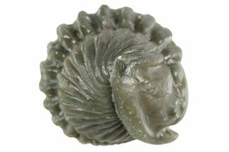 Wide Enrolled Flexicalymene Trilobite - Mt Orab, Ohio #380293
