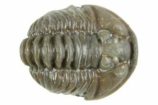 Fossil Flexicalymene Trilobite - Mt Orab, Ohio #380305