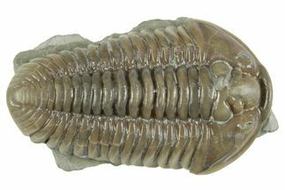 Prone Flexicalymene Trilobite - Mt Orab, Ohio #380310