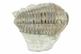 Prone Flexicalymene Trilobite - Mt Orab, Ohio #380322