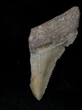 Partial Chubutensis Tooth - Megalodon Ancestor #19933