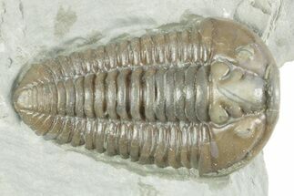 Prone Flexicalymene Trilobite - Mt Orab, Ohio #380343