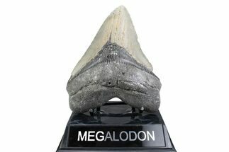 Serrated, Fossil Megalodon Tooth - North Carolina #381350