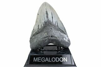 Fossil Megalodon Tooth - North Carolina #381353