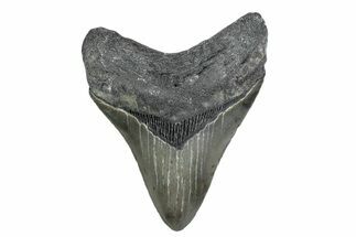 Serrated, Fossil Megalodon Tooth - North Carolina #381374