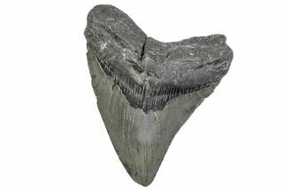 Serrated, Fossil Megalodon Tooth - North Carolina #381381
