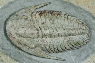 Lower Cambrian Trilobite (Termierella) - Issafen, Morocco #381247