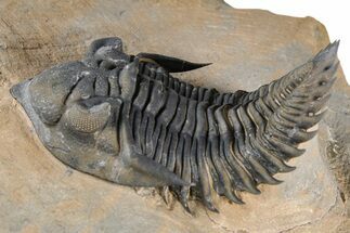 Detailed Metacanthina Trilobite - Lghaft, Morocco #381459