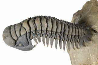Large, Flying Crotalocephalina Trilobite - Lghaft, Morocco #381464
