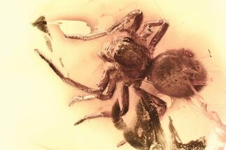 Detailed Fossil Spider (Araneae) In Baltic Amber #381218