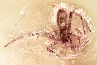 Detailed Fossil Spider (Araneae) In Baltic Amber #381220