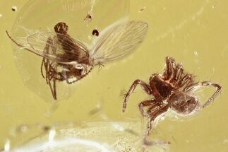 Detailed Fossil Spiders, Moth Fly, and Long-Legged Fly in Baltic Amber #381227