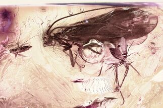 Detailed Fossil True Midge Swarm and Caddisfly In Baltic Amber #381228