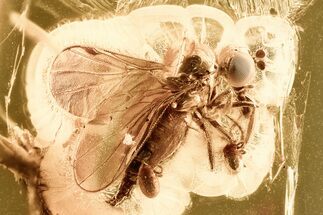 Fossil Dagger Fly with Attached Phoretic Mites in Baltic Amber #381230