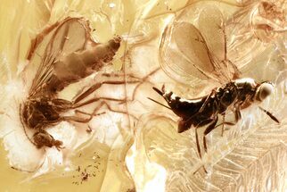 Detailed Fossil Chalcid Wasp and Biting Midge In Baltic Amber #381233