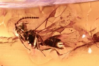 Detailed Fossil Parasitoid Wasp (Braconidae) in Baltic Amber #381235
