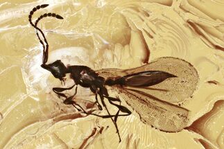 Detailed Fossil Parasitoid Wasp (Diapriidae) In Baltic Amber #381237