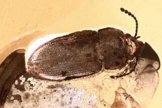 Detailed Hairy Fungus Beetle (Crowsonium) in Baltic Amber #381277