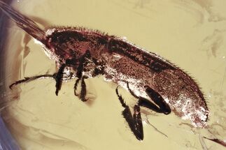 Detailed Fossil Bark Beetle (Scolytinae) in Baltic Amber #381292