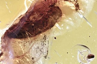 Detailed Fossil False Click Beetle (Eucnemidae) & Mite in Baltic Amber #381295