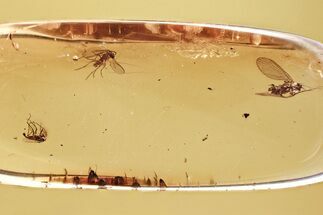 Fossil Dark-Winged Fungus Gnat, True Midge & Moth Fly in Baltic Amber #381297