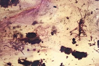 Detailed Fossil Cricket & Planthopper Nymph In Baltic Amber #381325