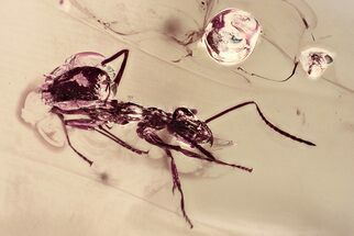 Detailed Fossil Ant and Gall Midge in Baltic Amber #381336