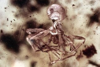 Detailed Fossil Spider (Araneae) In Baltic Amber #381341