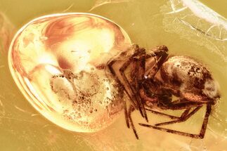 Detailed Fossil Spider (Araneae) In Baltic Amber #381484