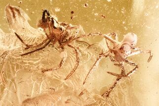 Two Fossil Spiders (Araneae) & A Mite (Acari) In Baltic Amber #381485