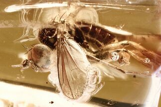 Detailed Fossil Long-Legged Fly (Dolichopodidae) in Baltic Amber #381486