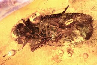 Detailed Fossil Leafhopper and Bark Fragment In Baltic Amber #381488