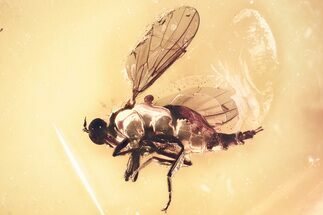 Detailed Fossil Dagger Fly (Empididae) In Baltic Amber #381489